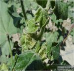 melon aphid