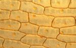epithelia