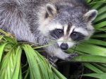 raccoon