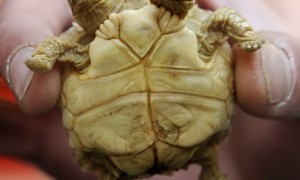 tortoise相关阅读