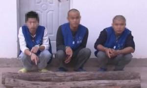 云南三男子盗窃黄花梨树获刑8年