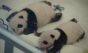 英语新闻：澳门大熊猫双胞胎满月首度亮相