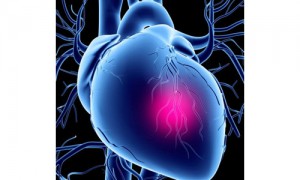 cardiovascular相关阅读