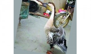 广东大鹅生离死别的“爱情故事”重现：又一对鸿雁不愿分离