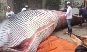 江西一公司拉来八吨重鲸鱼 渔业局介入调查