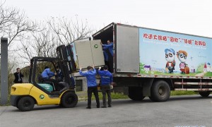 中国两只大熊猫将搭专机赴韩