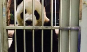 台北动物园“团团”园内享用美食 死亡谣言不攻自破