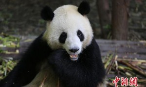 中国将送两只大熊猫给丹麦