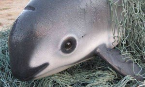Save the vaquita by stopping illegal trade of totoaba