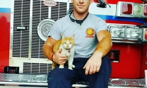 Rescued stray cat becomes famous firefighting cat