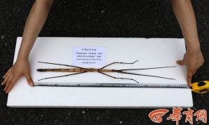 Bugged out: Insect the size of a human arm