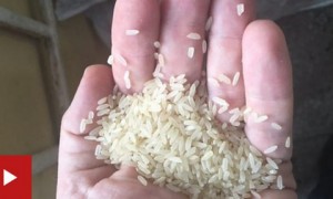 尼日利亚查获“塑料大米”
