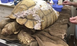 tortoise相关阅读