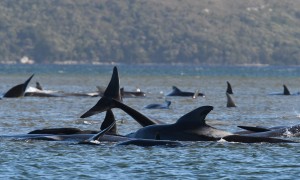澳大利亚出现罕见大规模鲸鱼搁浅  近400头已死亡