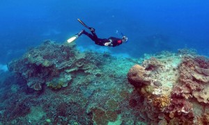 coral相关阅读