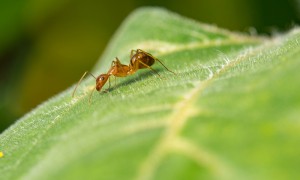 科学家发现蚂蚁能嗅出癌症 比狗更胜一筹