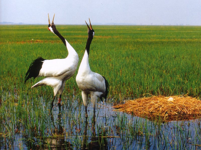 red-crowned crane
